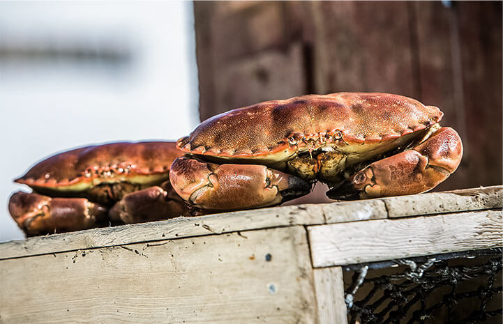 Norwegian Seafood