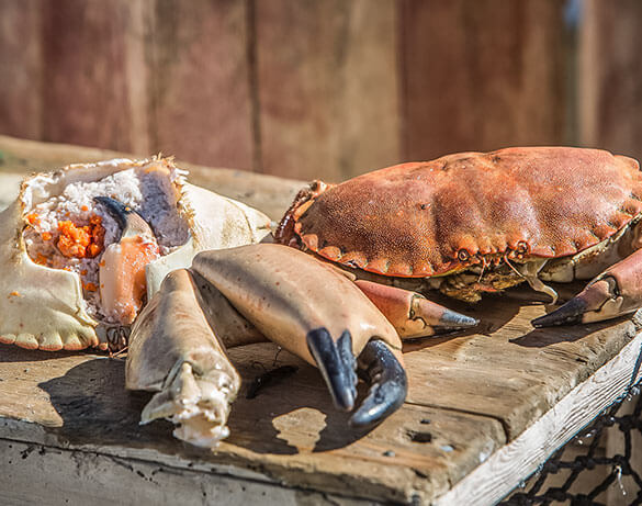 Norwegian Brown Crab