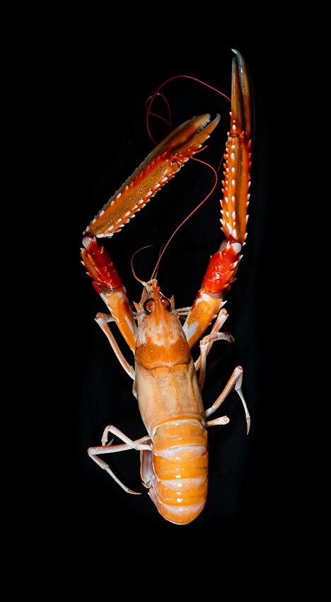 Norwegian Seafood