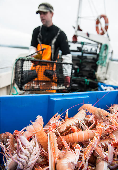 Norwegian Seafood
