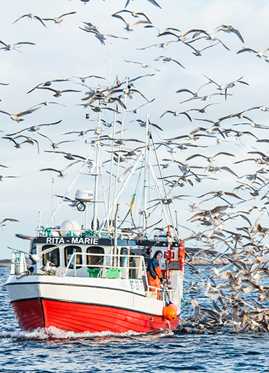 Norwegian Seafood